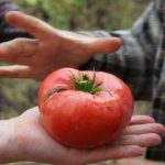 Крупные узбекские томаты