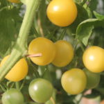 Грозди томата белая вишня