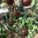 Кусты и плоды томата черных