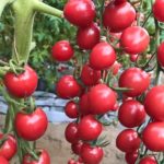 Урожайный томат