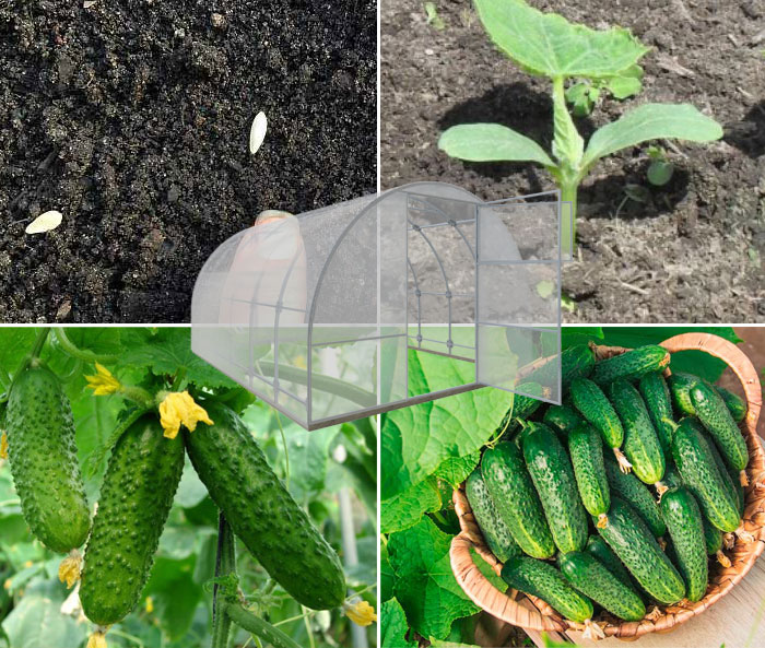 Podmínky a pravidla pro setí okurek ve skleníku se semeny a výsadba sazenic okurek ve skleníku vyrobeném z polykarbonátu a filmu