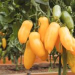 Урожайный сорт томата Банановые ноги