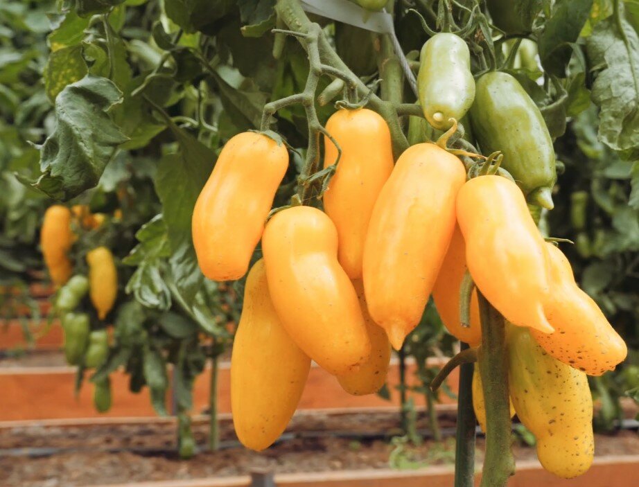 Урожайный сорт томата Банановые ноги