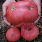 Большой томат сорта Медовый