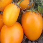 Плоды томата сорта Медовый Налив
