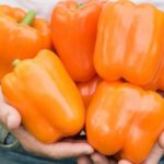 Плоды оранжевые сорта Аллар