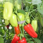 Перцы на кусте сорта Джипси