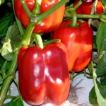Перец Геракл на кусте