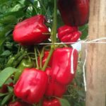 Подвязывание куста перца