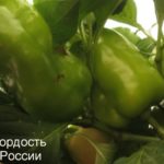 Зеленые плоды на кустах