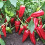 Кусты перца Капия
