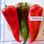 Перец сорта Капия