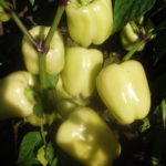 Бело-желтые плоды сорта Мадонна