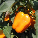 Выращивание сорта Оранжевое чудо
