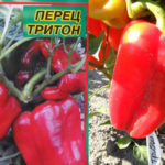 Семена и плоды сорта Тритон