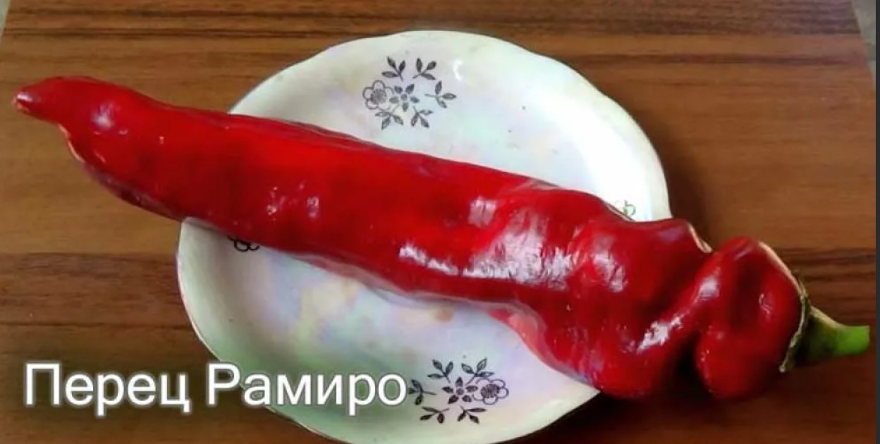 Сорт перца Рамиро. Перец Рамиро семена. Перец Рамиро красный сладкий. Перец сорта Рамиро красный.