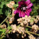 Пурпурный цветок лаватеры древовидной