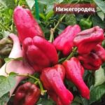 Урожайный сорт перца