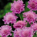 Японский вид скабиозы Pink Diamonds
