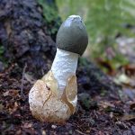 Рост гриба из яйца