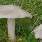 Два гриба энталома оловянная