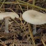 Два гриба говорушки бледноокрашенной