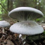 Три гриба говорушки пахучей