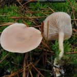Два гриба Говорушки просвечивающей