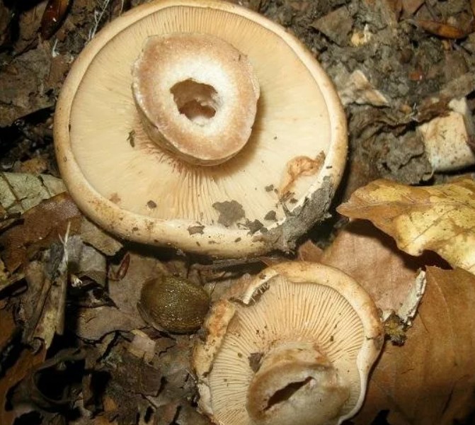 Перевернутые грибы млечника бледного