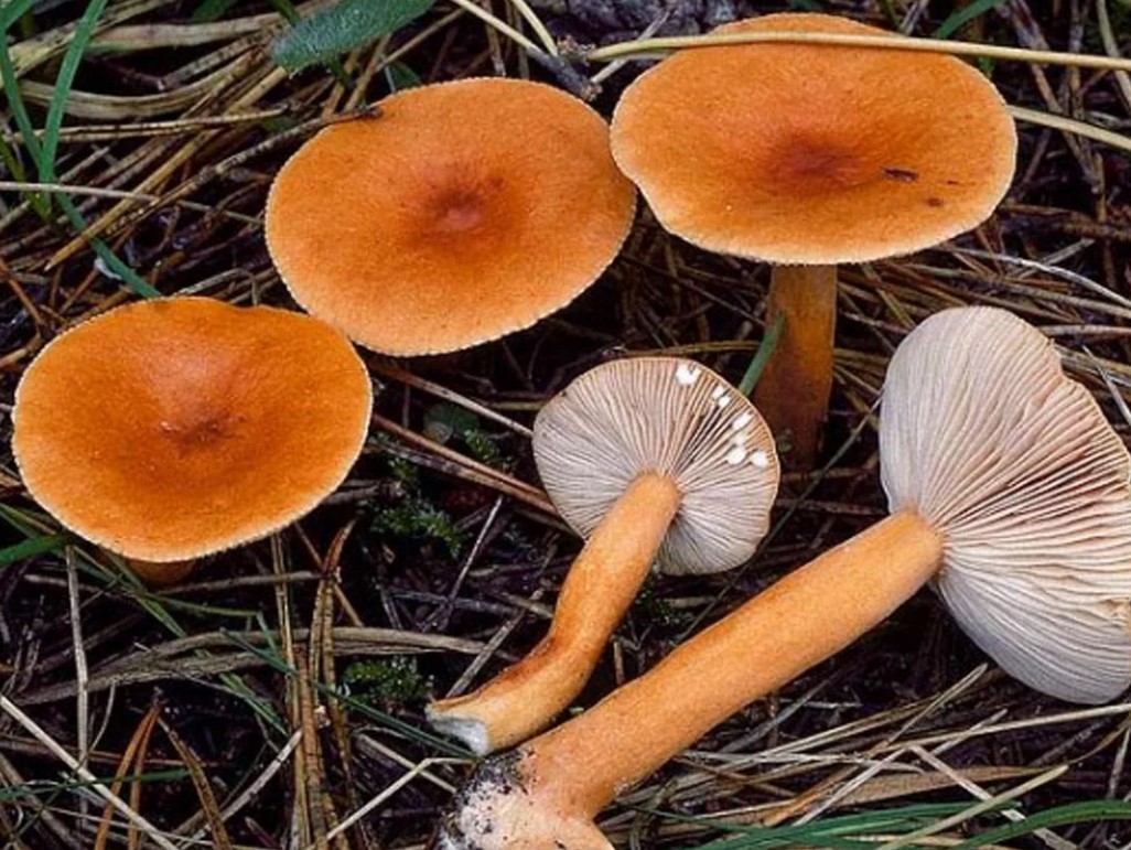 Сорванные грибы млечники неедкие