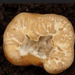 Трюфель гриб Дуронский в разрезе