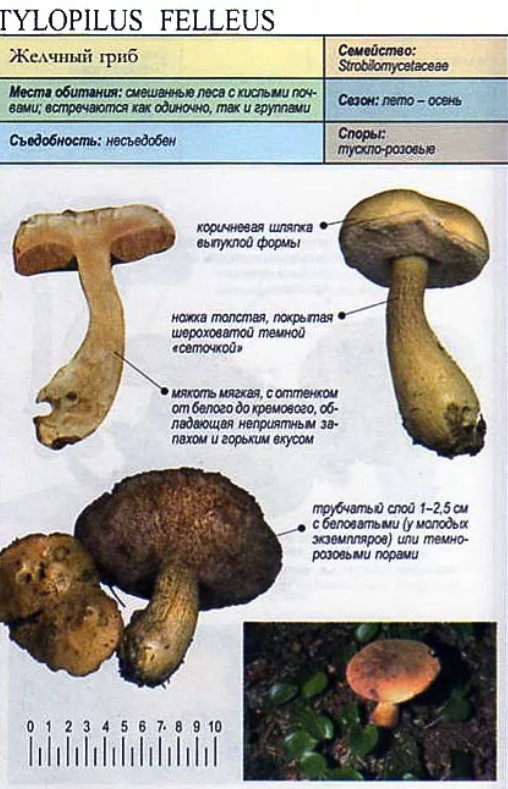 Как отличить белый. Горчак, ложный белый гриб. Желчный гриб или ложный подберезовик. Отличительные признаки желчного гриба. Белый ложный гриб отличия.