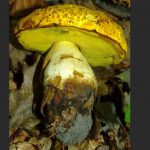 Съедобный гриб Боровик желтый