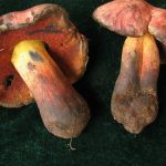 Сорванные грибы Дубовик Келе