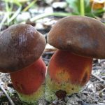 Молодые грибы дубовики крапчатые