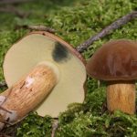 Сорванные польские грибы