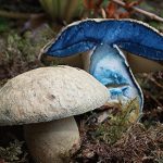 Горопорус синеющий в лесу