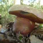 Ложный сатанинский гриб в лесу