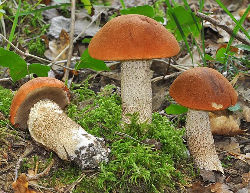 Красные грибы подосиновики