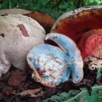 Собранные сатанинские грибы