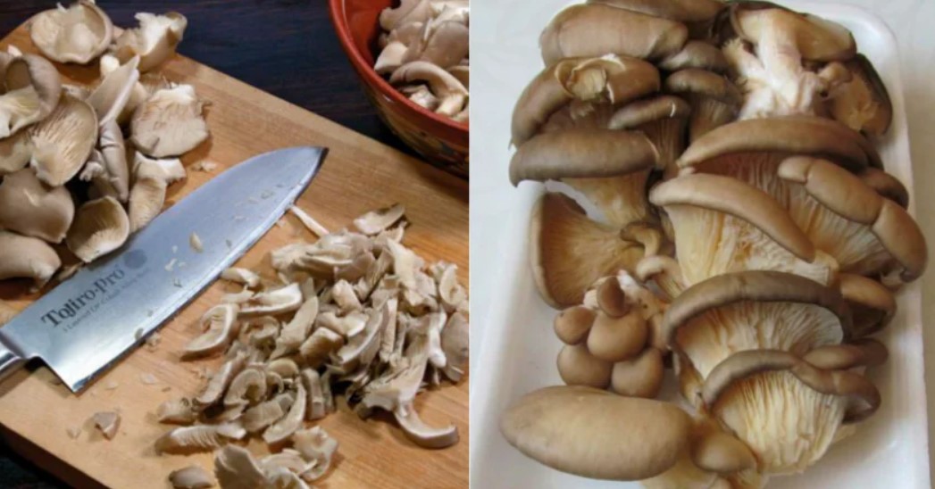 Есть грибы вешенки. Вешенки грибы 500г. Вешенка гриб штамбы. Вёшенка в кулинарии. Что такое вешенки в кулинарии.