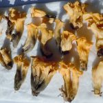 Собранные грибы