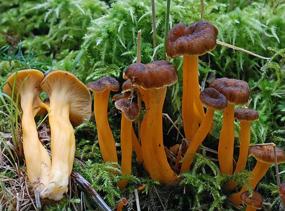 Виды гриба лисички. Лисичка желтеющая гриб. Лисичка желтоногая. Cantharellus lutescens. Лисички воронковидные гриб.