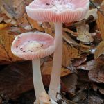 Два гриба мицены розовые