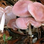 Розовые мицены грибы