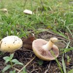 Два гриба строфанарии корончатой