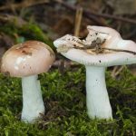 Два гриба вида березовая сыроежка