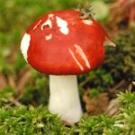 Красная шляпка гриба