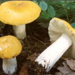 Нолжка и грибы сыроежки желтой