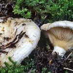 Два гриба груздя водянисто-зонового